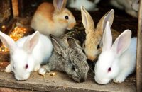 Какие бывают кролики — интересные породы для выращивания