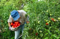 Какие томаты лучше — детерминантные или индетерминантные и чем они отличаются