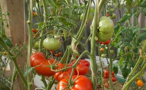 Нюансы посадки и выращивания помидоров Кардинал