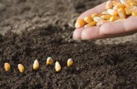 Как сажать кукурузу: способы посадки