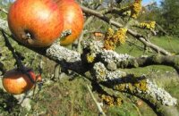 Как бороться с лишайником на плодовых деревьях — пошаговая инструкция