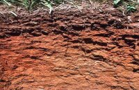 Как правильно сделать газон на глинистой почве?