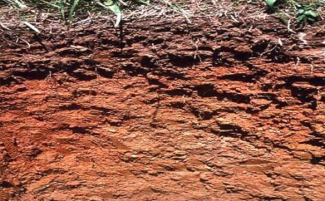 Как правильно сделать газон на глинистой почве?