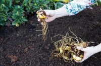 Как сажать лилии: определяемся с глубиной и схемой посадки луковиц