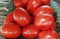 Устойчивый голландский томат Рио Фуего — где выращивать и как использовать сорт