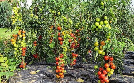Какие сорта помидор самые урожайные?