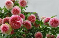 Нежное очарование вашего сада — роза Пьер де Ронсар, фото и описание