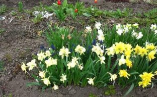 Нарциссы садовые: особенности посадки и выращивания весенних первоцветов