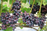 Виноград Красотка — описание сорта, фото, плюсы и минусы гибрида