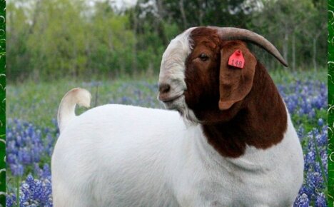 Бурская порода коз – отличный выбор для подсобного хозяйства