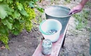 Древесная зола – как вид  удобрения виноградника (видео)