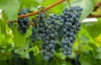 Морозостойкий и неприхотливый сорт винограда Таежный — выбор сибирских садоводов