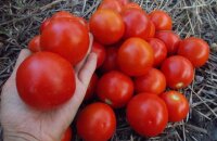 Ранний и урожайный томат Ямал — характеристика и описание сорта