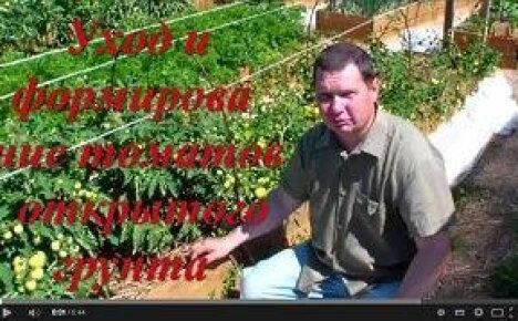 Видео: выращивание томатов в открытом грунте