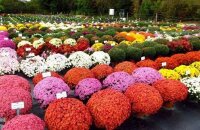Цветочные шары или китайская шаровидная хризантема