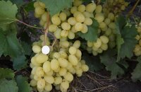 Сладкий и крупный сорт винограда Лора, фото и описание