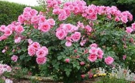 Плетистые розы – уход и посадка растения