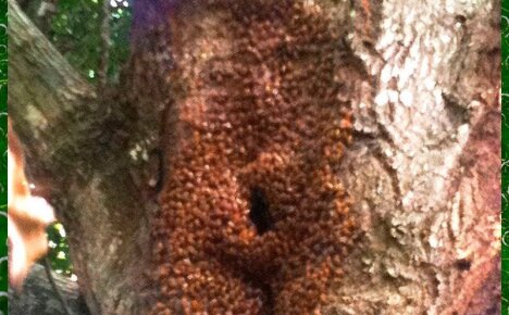 Как дикие пчелы делают улей в дупле дерева