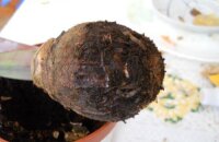 Что делать, если гиппеаструм без корней: реанимируем и помогаем луковице восстановиться