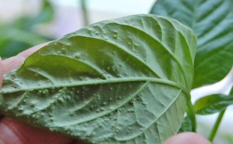 Что представляет собой оэдема листьев сладкого перца и как устранить эту проблему