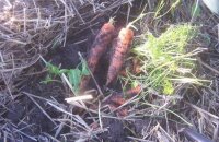 Как хранить морковь до весны — надежные способы не потерять богатый урожай