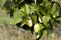 Сырное дерево — необычное растение с невкусными, но очень полезными плодами