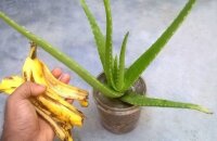 Удобрение для цветов из банановой кожуры — дешево, экологично, полезно и эффективно