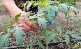Подвязывание растений в теплице
