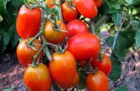 Идеальный сорт для уставших огородников — помидоры Чудо лентяя, сколько созревают и чем порадуют