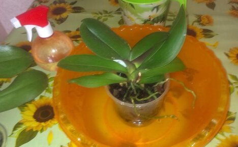 Как поливать орхидеи, чтобы они регулярно цвели