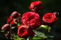 Пионовидная роза Ред Пиано – изящное украшение цветника