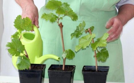 Как размножать виноград — характеристика и описание способов