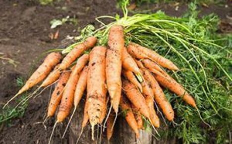 Когда сажать морковь в Ленинградской области