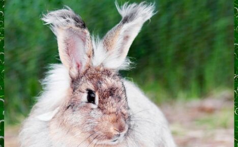 Линька у кроликов – почему у животного выпадает шерсть?