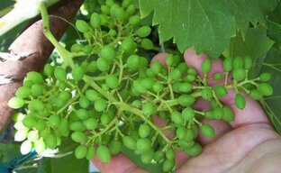 Как избежать горошения винограда на своем участке
