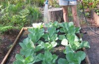Главное правило крупных и сочных кочанов — как часто поливать капусту в открытом грунте