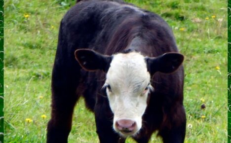 Правильное кормление быков производителей на частном подворье для получения здорового потомства