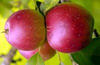 Как и когда плодоносит сорт яблони Брусничное — компактный и морозостойкий вид