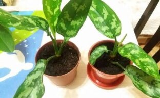 Выращиваем дома пестролистную аглаонему: особенности посадки растения