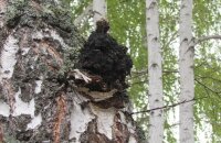 Заготавливаем лечебный древесный гриб — когда и как собирать чагу с березы
