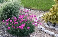Цветущие подушечки для вашего сада — армерия приморская, посадка и уход, фото