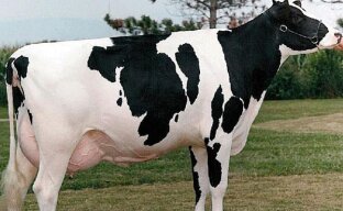 Высокая молочная продуктивность коров Галштино-фризской породы
