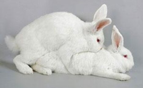 Особенности проведения спаривания кроликов
