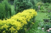 Солнечное цветение золотарника гибридного и его популярные сорта