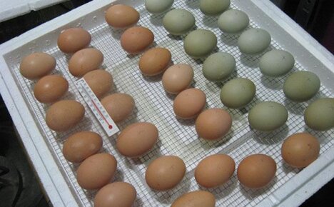 Закладка яиц в инкубатор в домашних условиях