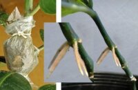 Как размножить фикус: два способа черенкования и получение воздушных отводок