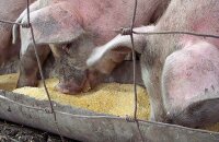 Можно ли свиней кормить соей, чтобы они хорошо набирали вес