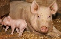 Внимание всем животноводам — опасное заболевание цистицеркоз свиней