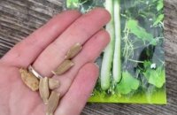Когда сажать лагенарию на рассаду и как ее вырастить