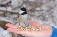 Как правильно подкармливать птиц — помогаем пернатым пережить зиму